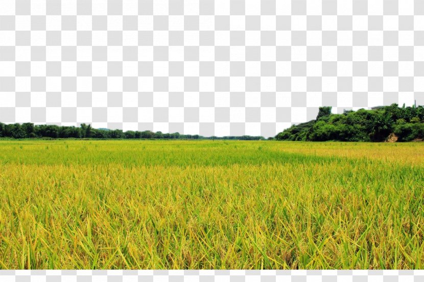 Field Farm Lawn Crop Energy - Prairie - Golden Rice Fields Transparent PNG