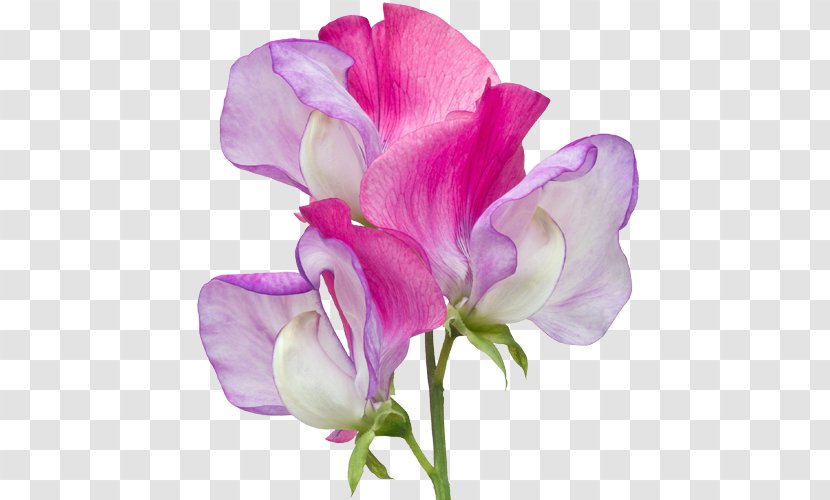 Broad-leaved Sweet Pea Cut Flowers Indian - Moth Orchid Transparent PNG