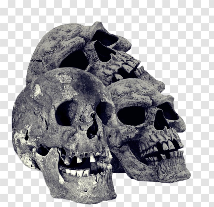 Skull Bone Desktop Wallpaper - Light Transparent PNG