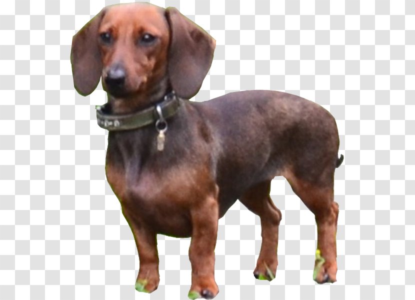 Dachshund Dog Breed Puppy German Shorthaired Pointer Companion - Carnivoran - Poster Information Transparent PNG
