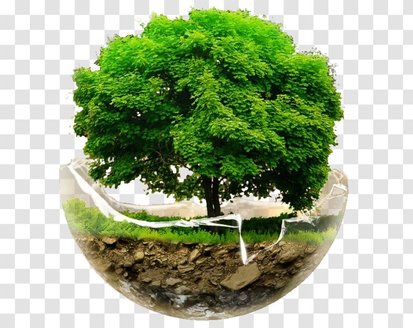 Tree Desktop Wallpaper Clip Art - Sageretia Theezans - Earth Day Transparent PNG