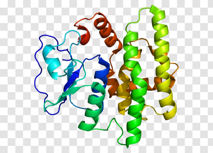 Glutathione S-transferase Human Genome Project GSTO1 - Erm Protein Family Transparent PNG