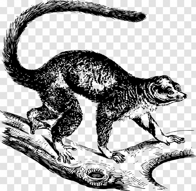 Velociraptor Drawing Lemurs Mongoose Clip Art - Terrestrial Animal - Ring Tailed Lemur Transparent PNG