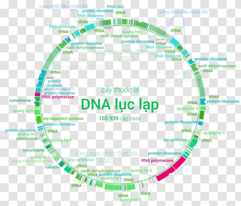 Plastome Chloroplast Genome DNA Nuclear Gene - Organization - Text Transparent PNG