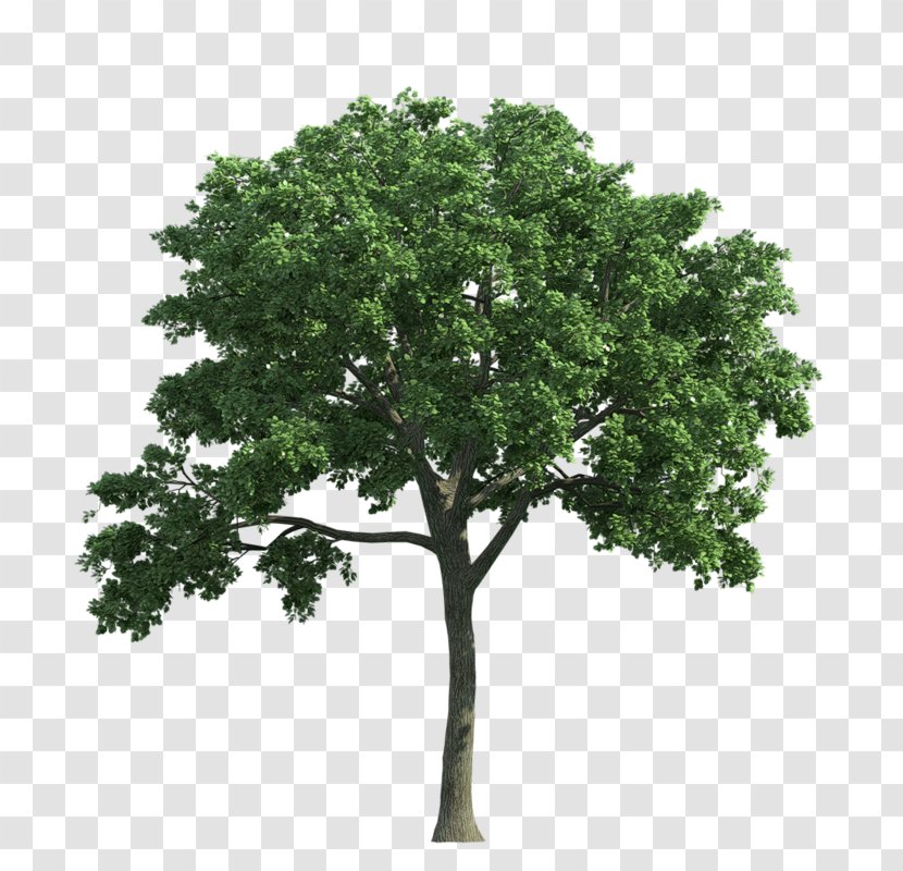 Tree Stock Photography Ulmus Americana Oak - Woody Plant Transparent PNG