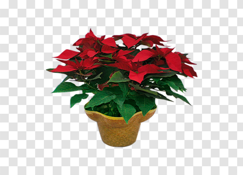 Flower Poinsettia Plant Red Flowerpot Transparent PNG