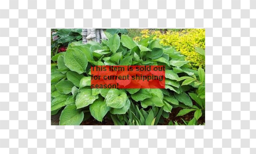 Spinach Spring Greens Herb Leaf Annual Plant - Lawn Transparent PNG