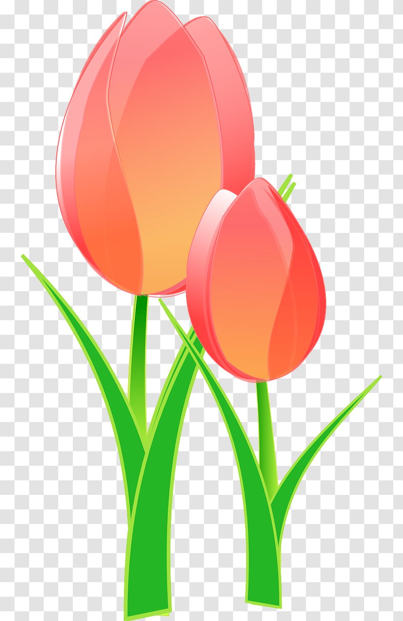 Tulip Mania Clip Art Transparent PNG