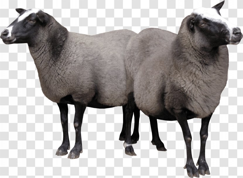 Sheep Goat - Antelope - Two Sheeps Image Transparent PNG