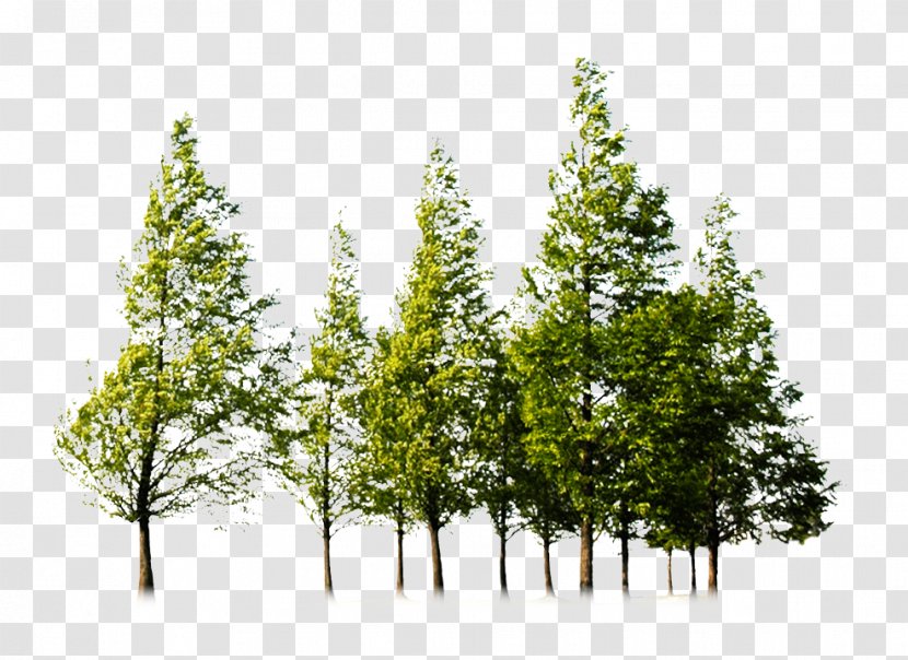 Tree Forest Clip Art - Temperate Broadleaf And Mixed Transparent PNG