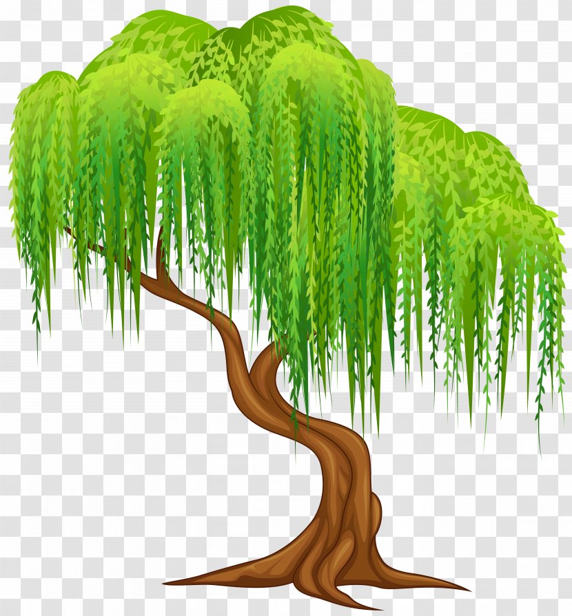 Weeping Willow Tree Salix Alba Wall Decal Clip Art Transparent PNG