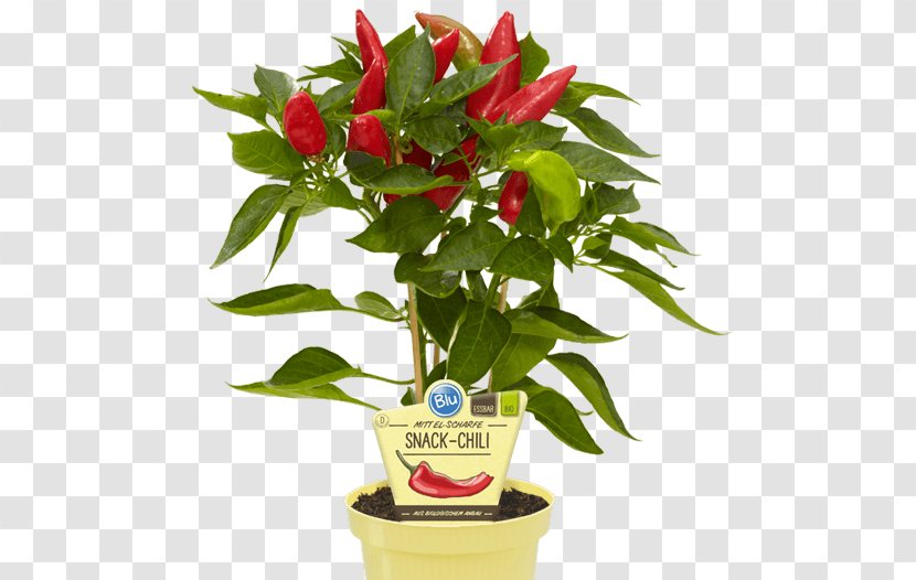 Bird's Eye Chili Pepper Biber Peppers Peperoncino - Plant - Chile Pequin Transparent PNG