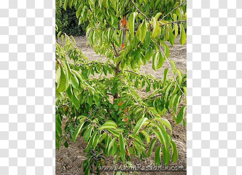 Tree Cherry Plant Community Shrub Angle Transparent PNG