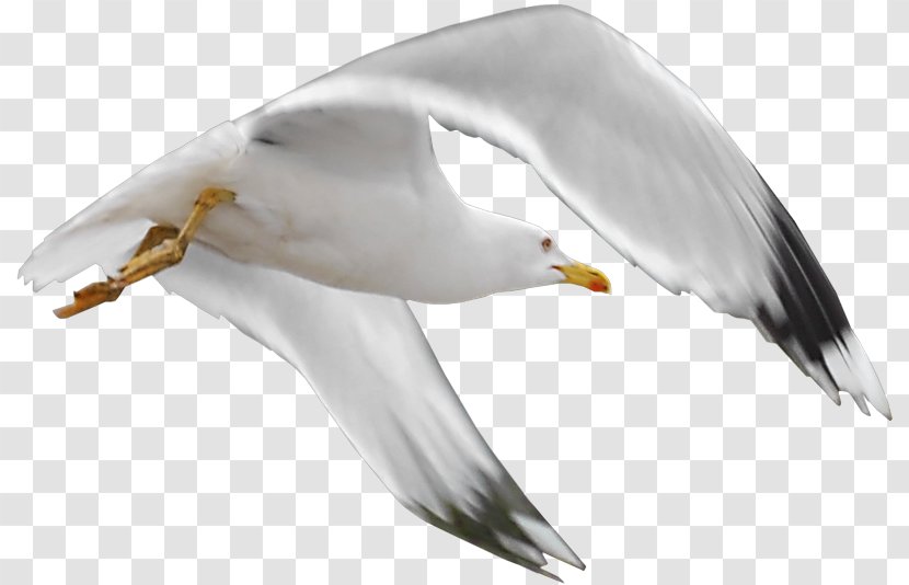 European Herring Gull Great Black-backed Bird Gulls Beak - Seabird Transparent PNG