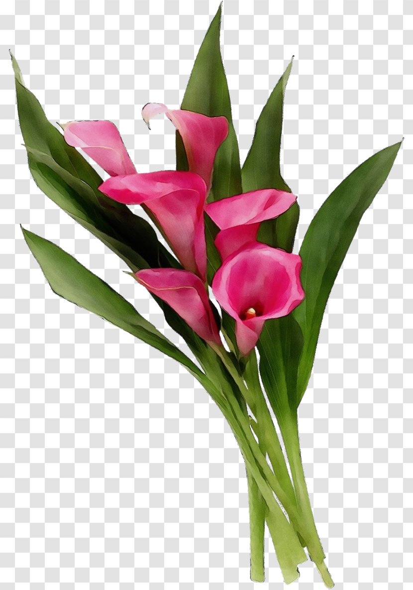 Artificial Flower - Anthurium Tulip Transparent PNG