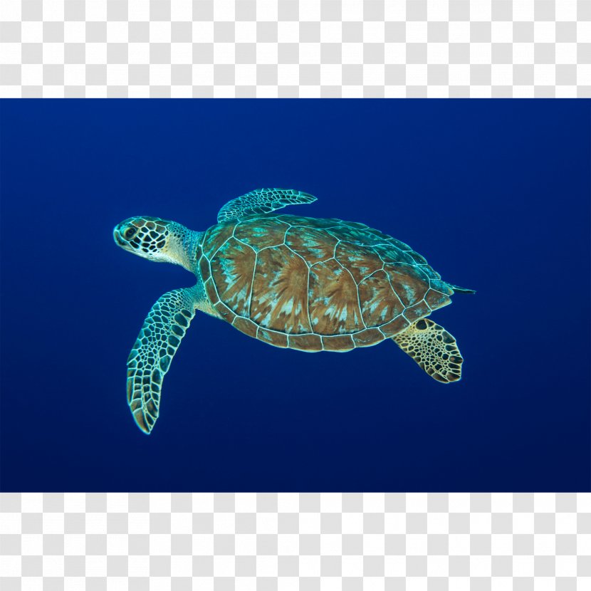 Loggerhead Sea Turtle Leatherback Pond Turtles Marine Biology Transparent PNG