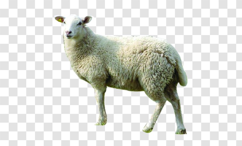 Merino Goat Jacket Wool GNU Lesser General Public License - Agriculture - Sheep Transparent PNG