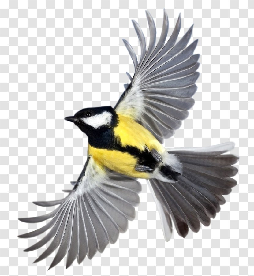 Bird Desktop Wallpaper Clip Art - Songbird Transparent PNG