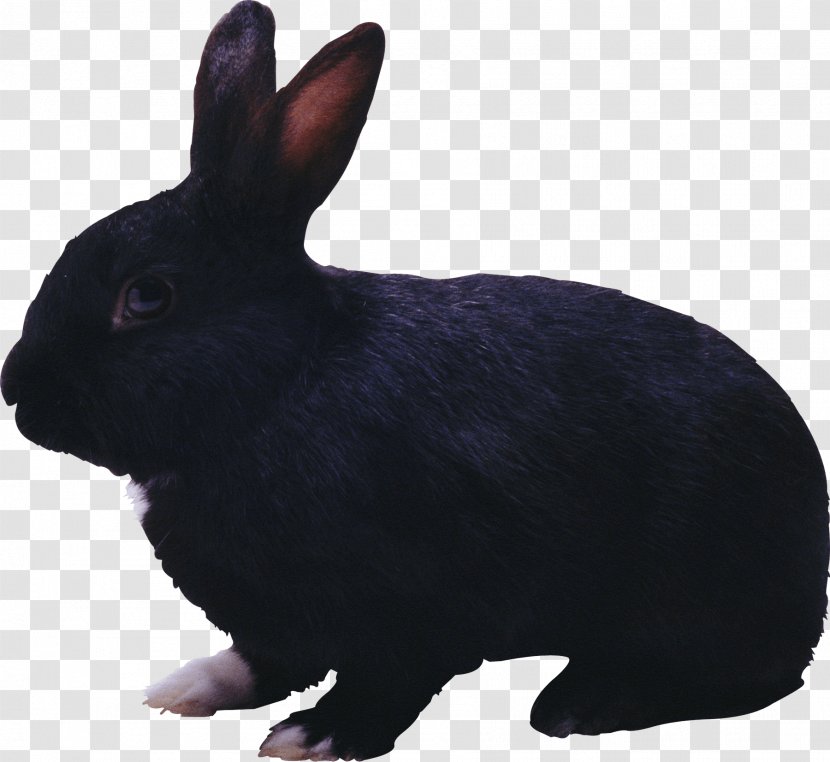 Hare Easter Bunny Rabbit - Holland Lop - Black Image Transparent PNG