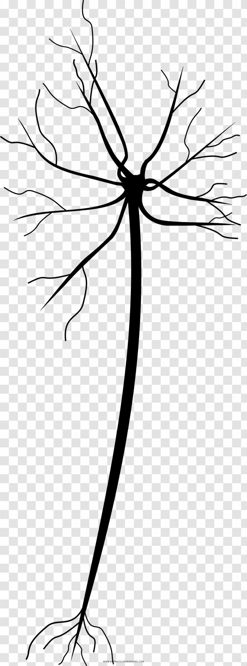 Drawing Neuron Coloring Book Line Art Painting Transparent PNG