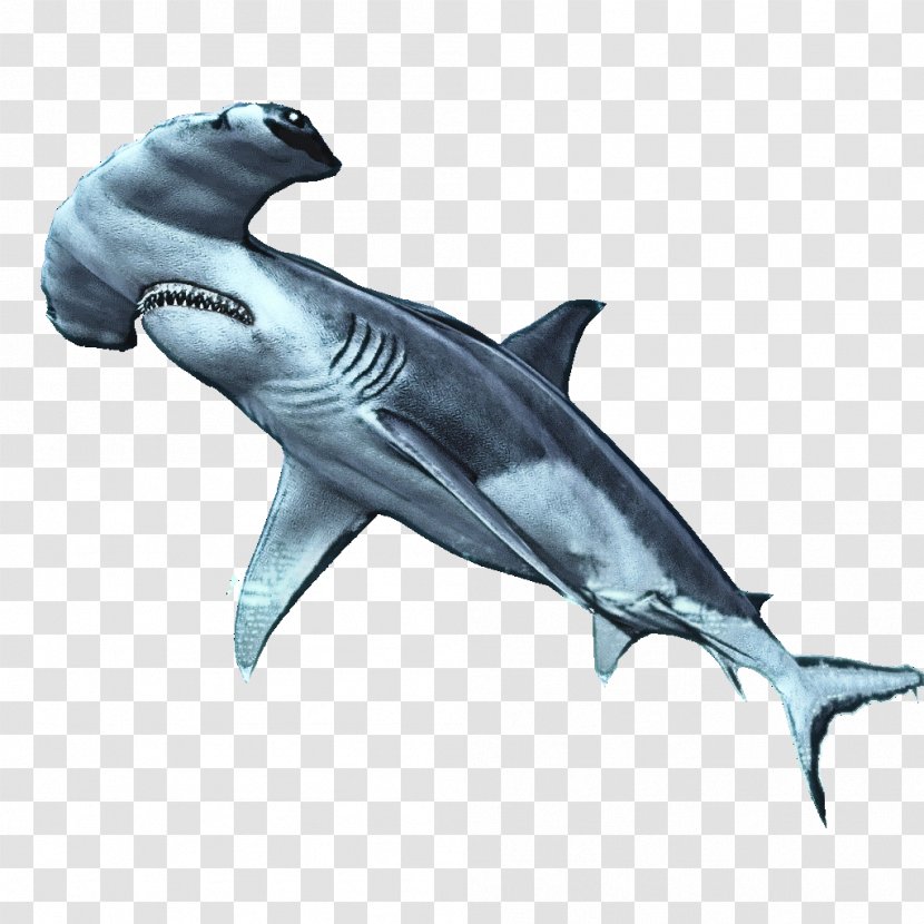 Shark - Fish - Hammerhead Animal Figure Transparent PNG