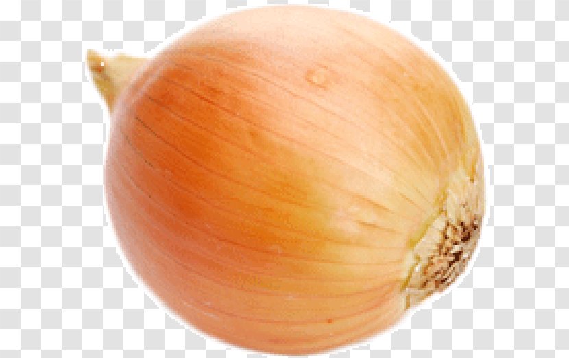 Yellow Onion Shallot Red - Information - Bulb Transparent PNG