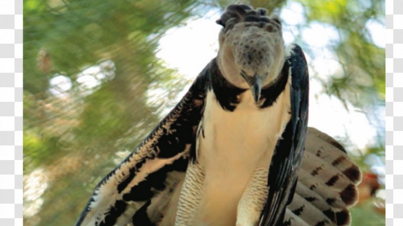 Fauna Wildlife Fur Neck Beak - Harpia Transparent PNG