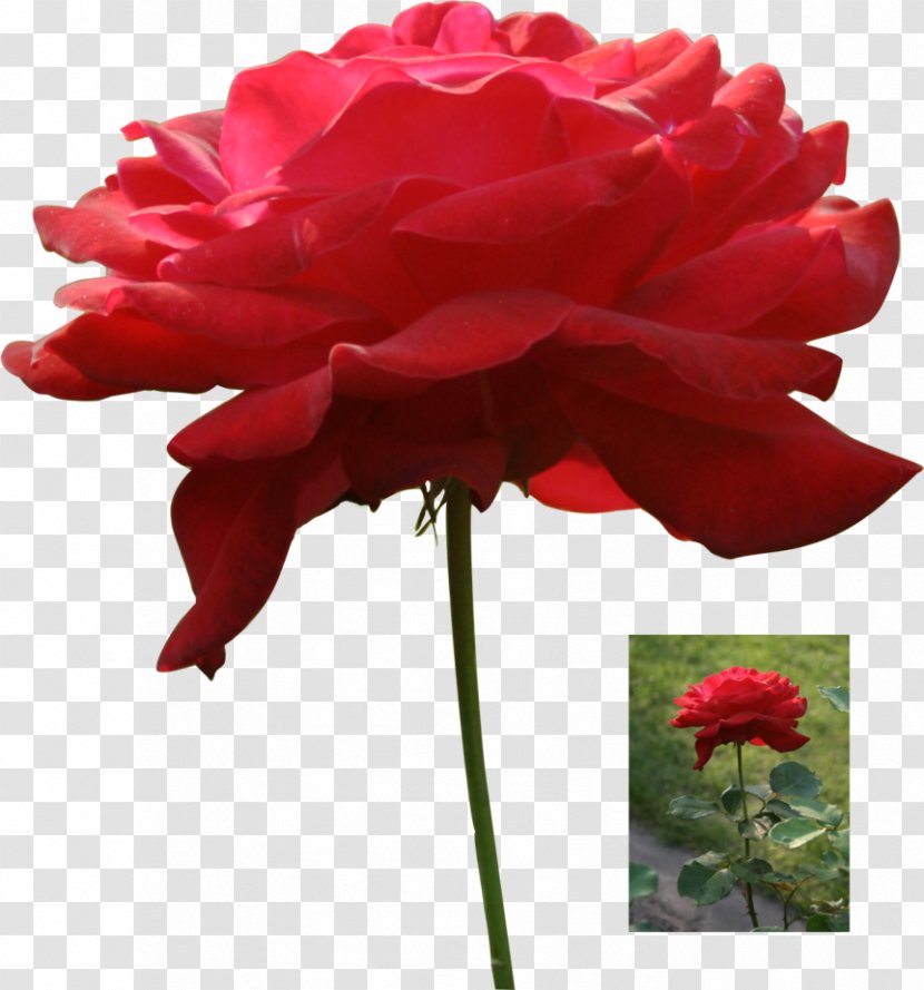 Garden Roses Cabbage Rose Floribunda DeviantArt - Nexu Transparent PNG