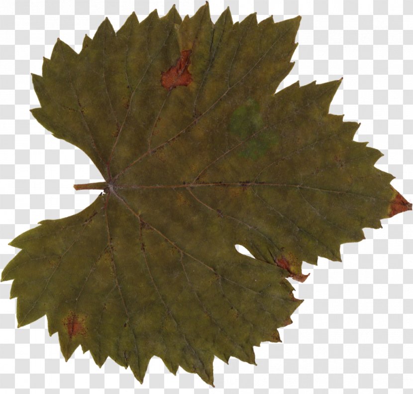 Maple Leaf Grape Leaves - Tree Transparent PNG