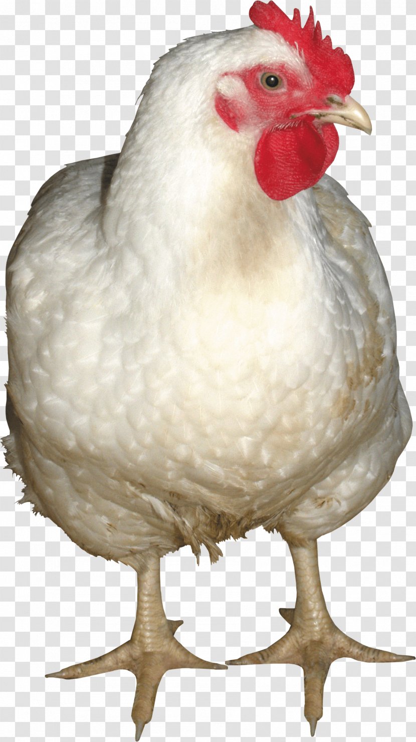 Chicken Rooster Sound Effect Freesound - Meat - White Image Transparent PNG