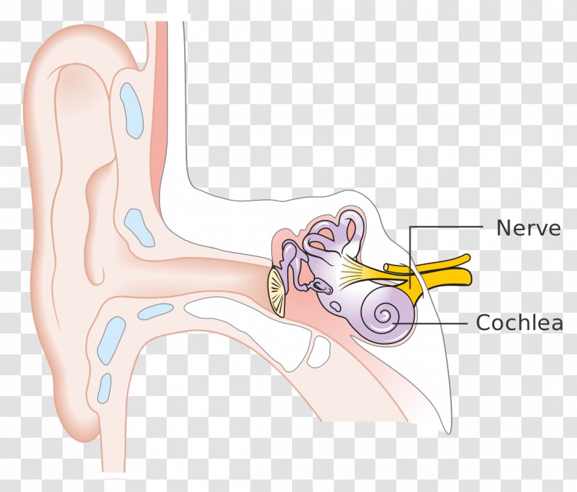 Inner Ear Thumb Hearing Loss - Flower Transparent PNG