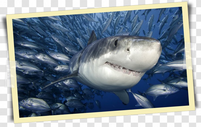Great White Shark Cage Diving Megalodon Poster - Basking Transparent PNG