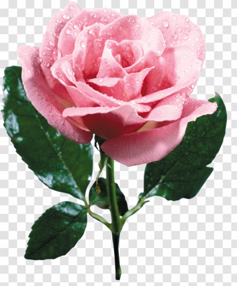 Rose Flower Bouquet Pink Transparent PNG