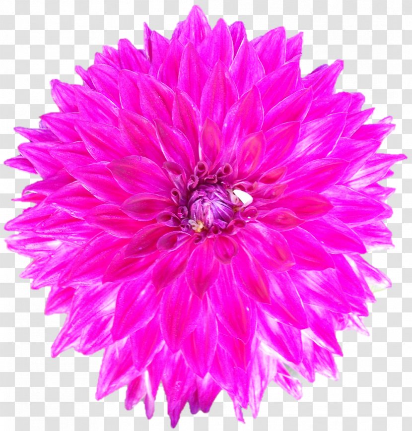 Stock Photography Cut Flowers Chrysanthemum - Flower Transparent PNG