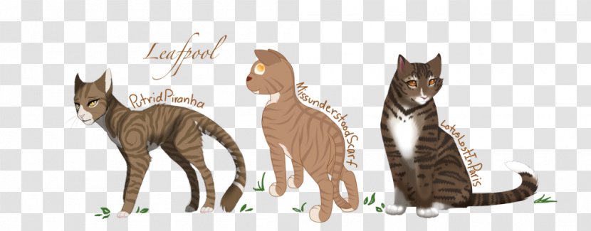Kitten Whiskers Cat Canidae Dog - Animal Transparent PNG