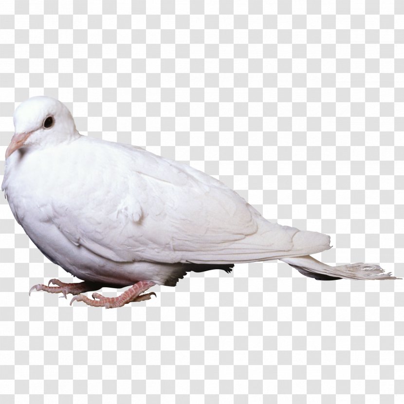 Rock Dove Columbidae Bird Stock - Wing - Pigeon Transparent PNG