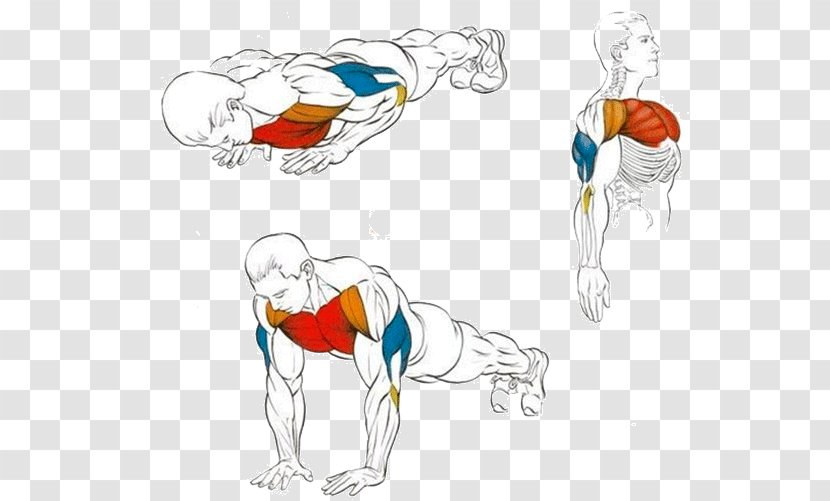 Push-up Exercise Triceps Brachii Muscle Dumbbell Fitness Centre - Flower Transparent PNG