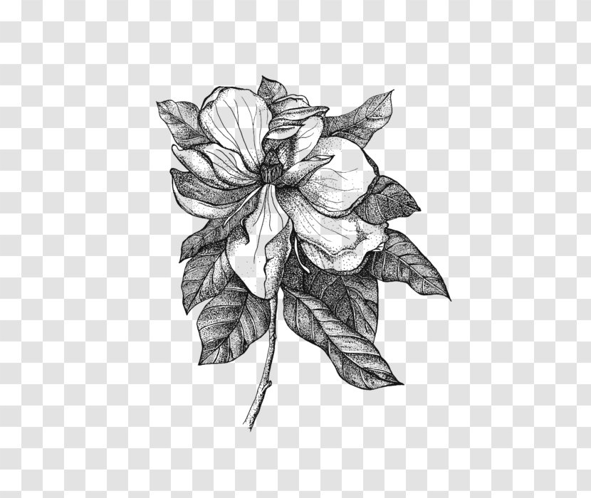 Sketch Drawing Flower Illustration Southern Magnolia - Leaf - Line Transparent PNG