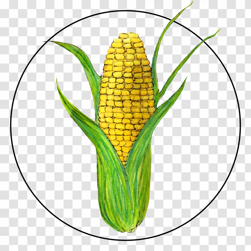 Corn On The Cob Sweet Plant Kernels - Food Grain - Vegetarian Transparent PNG