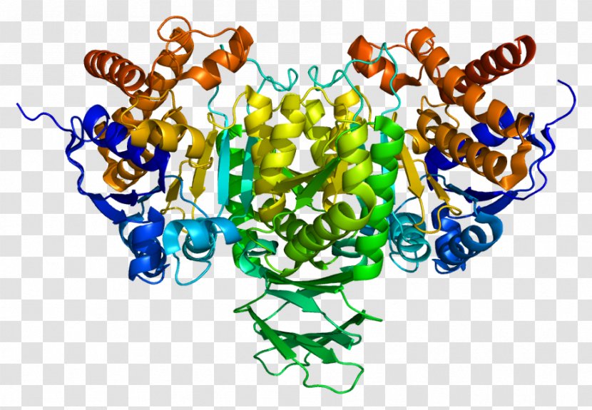 IDH2 IDH1 Isocitrate Dehydrogenase IDH3A Gene - Art - Protein Transparent PNG