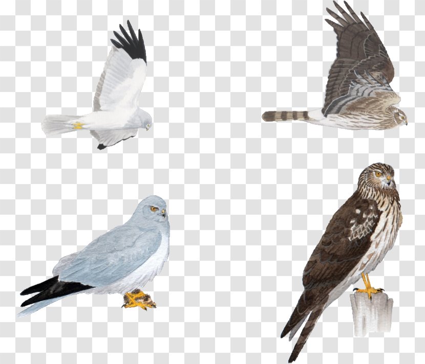 Hawk Circinae Bird Eagle Hen Harrier - Feather - All Kinds Of Pigeons Transparent PNG