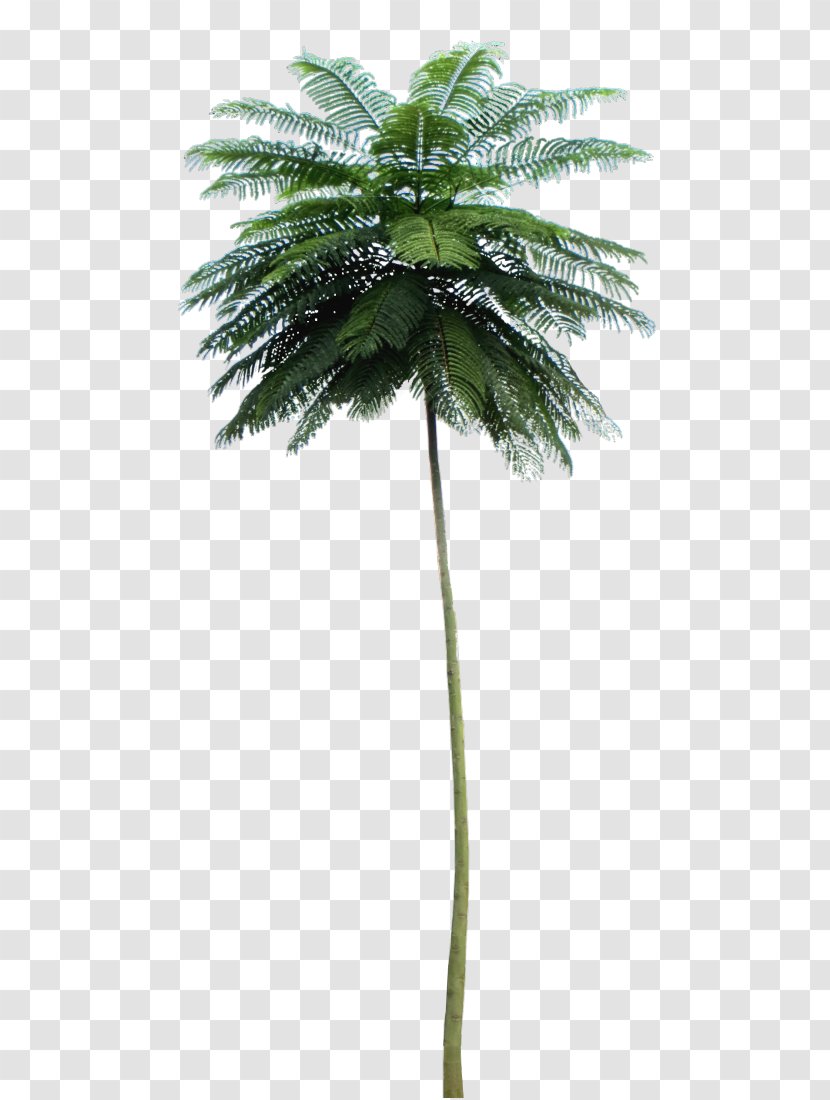 Asian Palmyra Palm Schizolobium Parahyba Tree Babassu - Borassus Transparent PNG