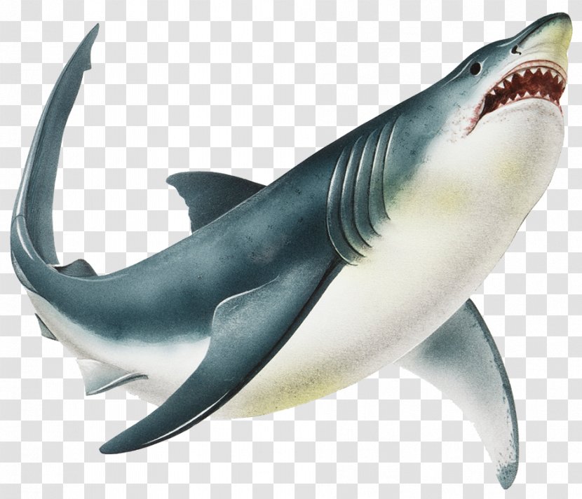 Great White Shark Lamniformes Drawing Stock Illustration - Tiger - Wild Fury Big Transparent PNG