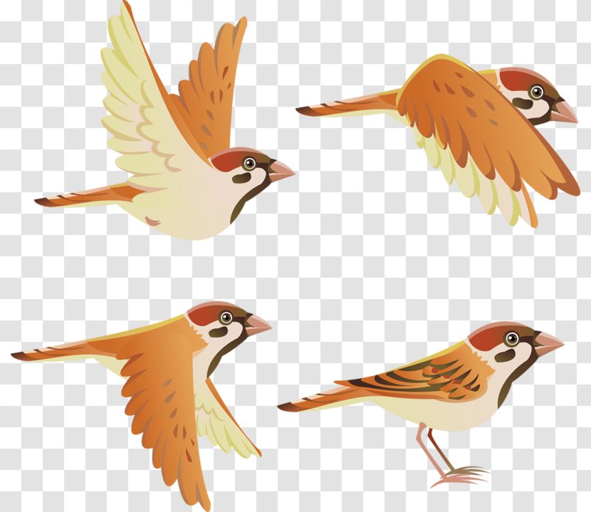 House Sparrow Bird Finch - Organism Transparent PNG