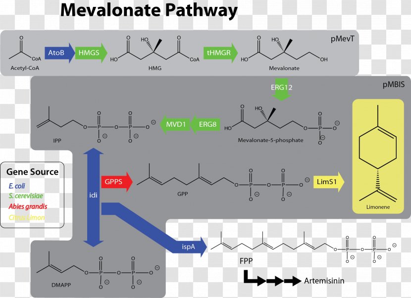 Mevalonate Pathway Limonene Mevalonic Acid Dimethylallyl Pyrophosphate Acetyl-CoA - Organic Compound - Acetylcoa Transparent PNG
