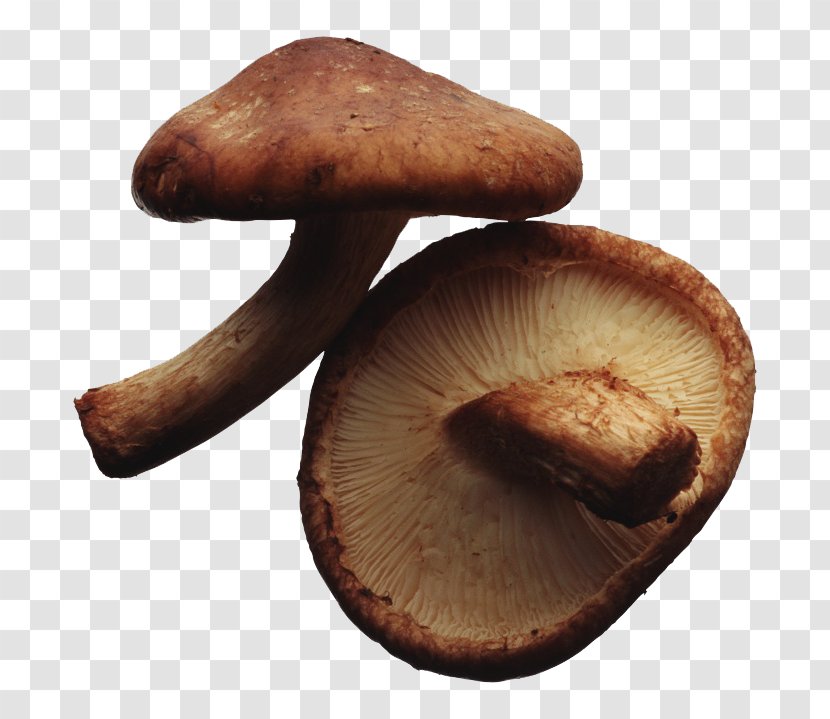 Vegetarian Cuisine Edible Mushroom Shiitake Hen-of-the-wood Food - Two Mushrooms Transparent PNG