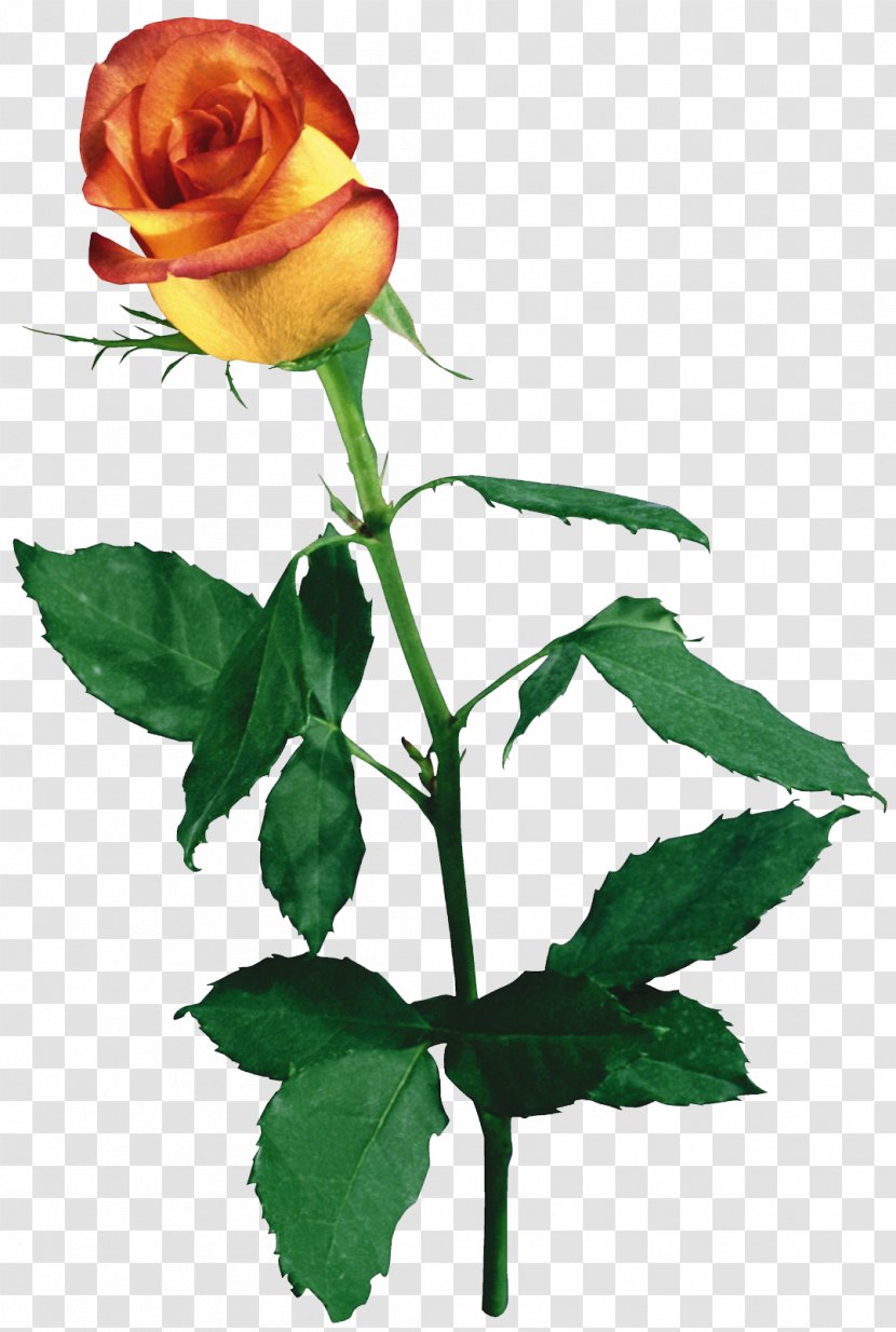 Garden Roses Flower - Leaf - Yellow Rose Transparent PNG