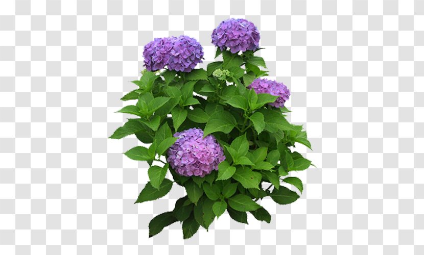 Flower Garden Hydrangea Shrub - Flowering Plant Transparent PNG