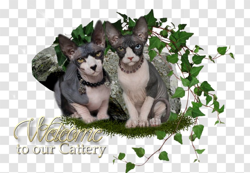 Sphynx Cat Fédération Internationale Féline Cattery Graphics Desktop Wallpaper Transparent PNG