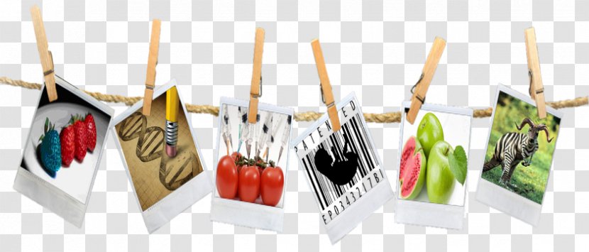 Genetically Modified Food Crops Plastic - Hanging Polaroid Transparent PNG